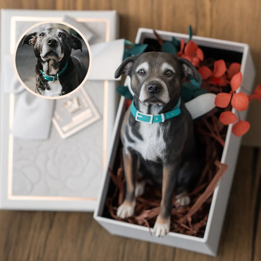 Eternize Seu Amor™ - Miniatura 3D Personalizada do Seu Pet 20 cm